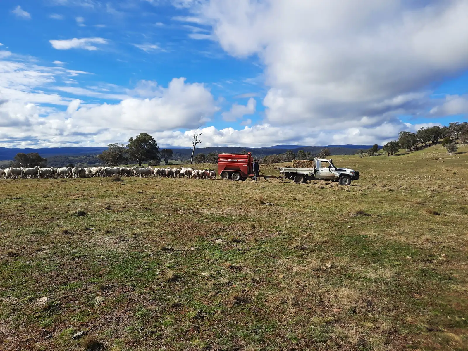 Sheep grazing the high country at Peak View, with Ernie Constance feeding out from the ute