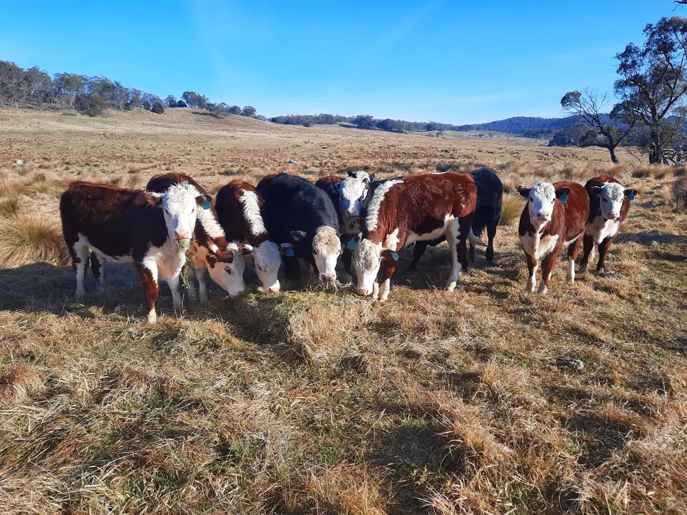 Hereford cattle on the Peak View property