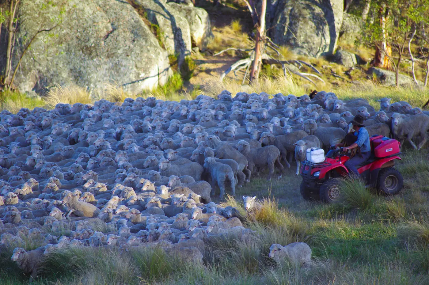 Ernie bringing a big mob in on the farm