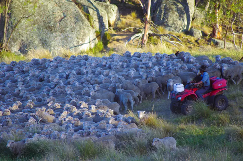 Ernie Constance mustering sheep at dawn in the high country