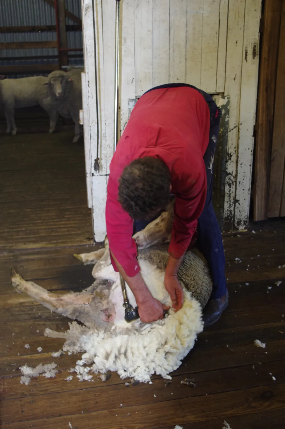 Ernie shearing a sheep in the woolshed